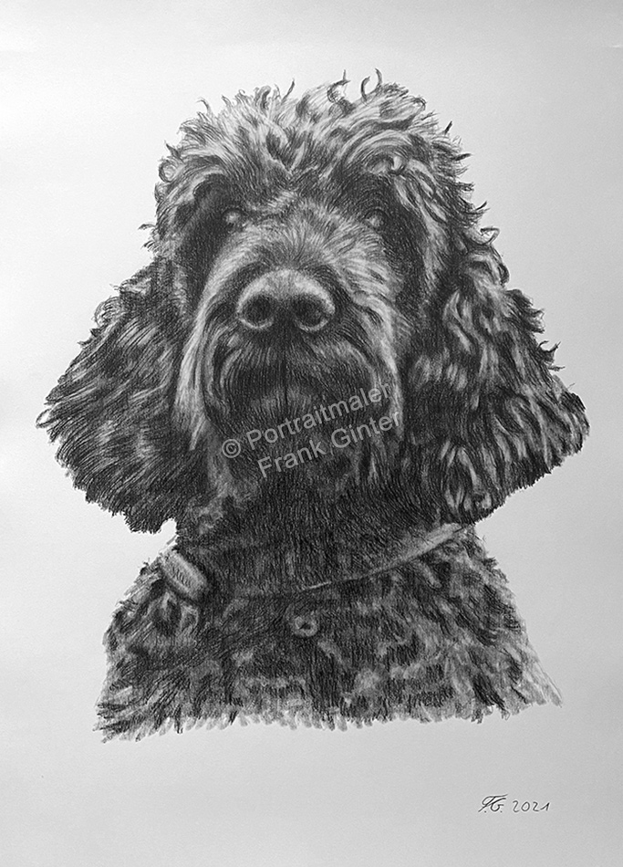 Bleistiftzeichnung Hundeportrait Pudel