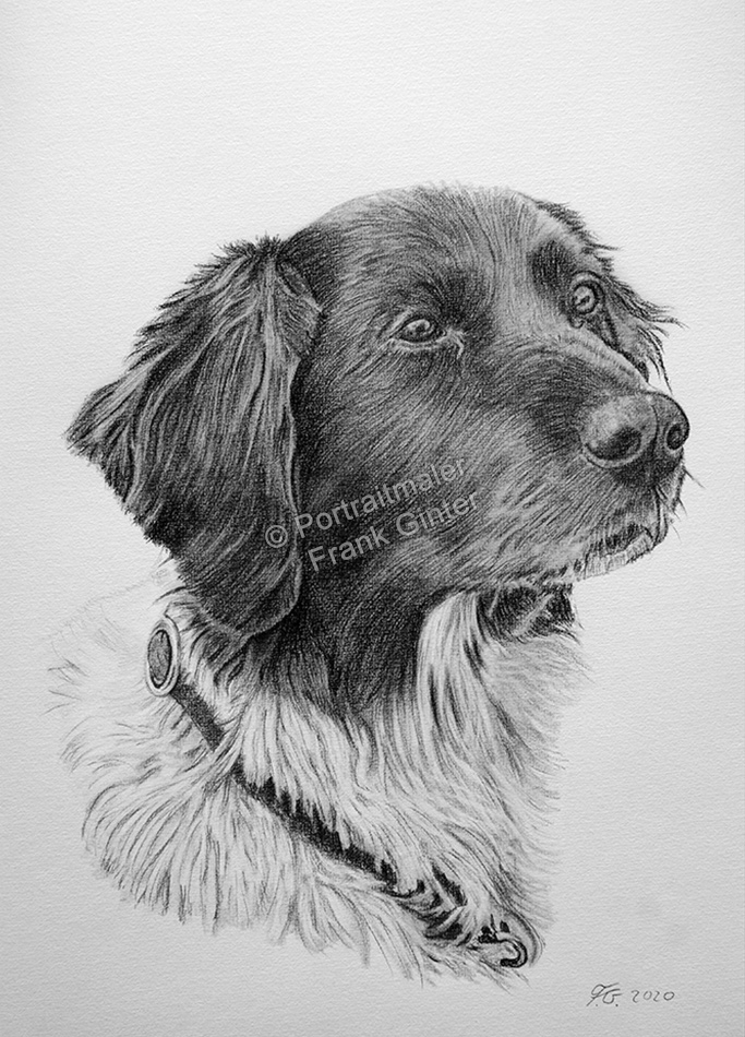 Bleistiftzeichnungen, Hundeportrait mit Bleistift fotorealistisch gezeichnet