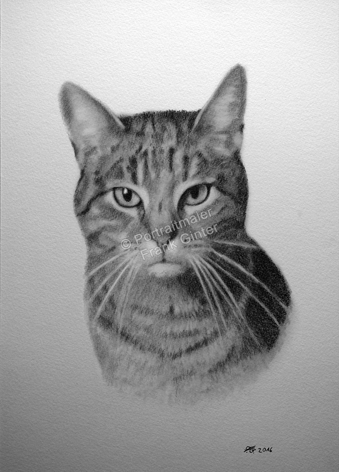 Katzenportraits, Katze mit Bleistift fotorealistisch gezeichnet 