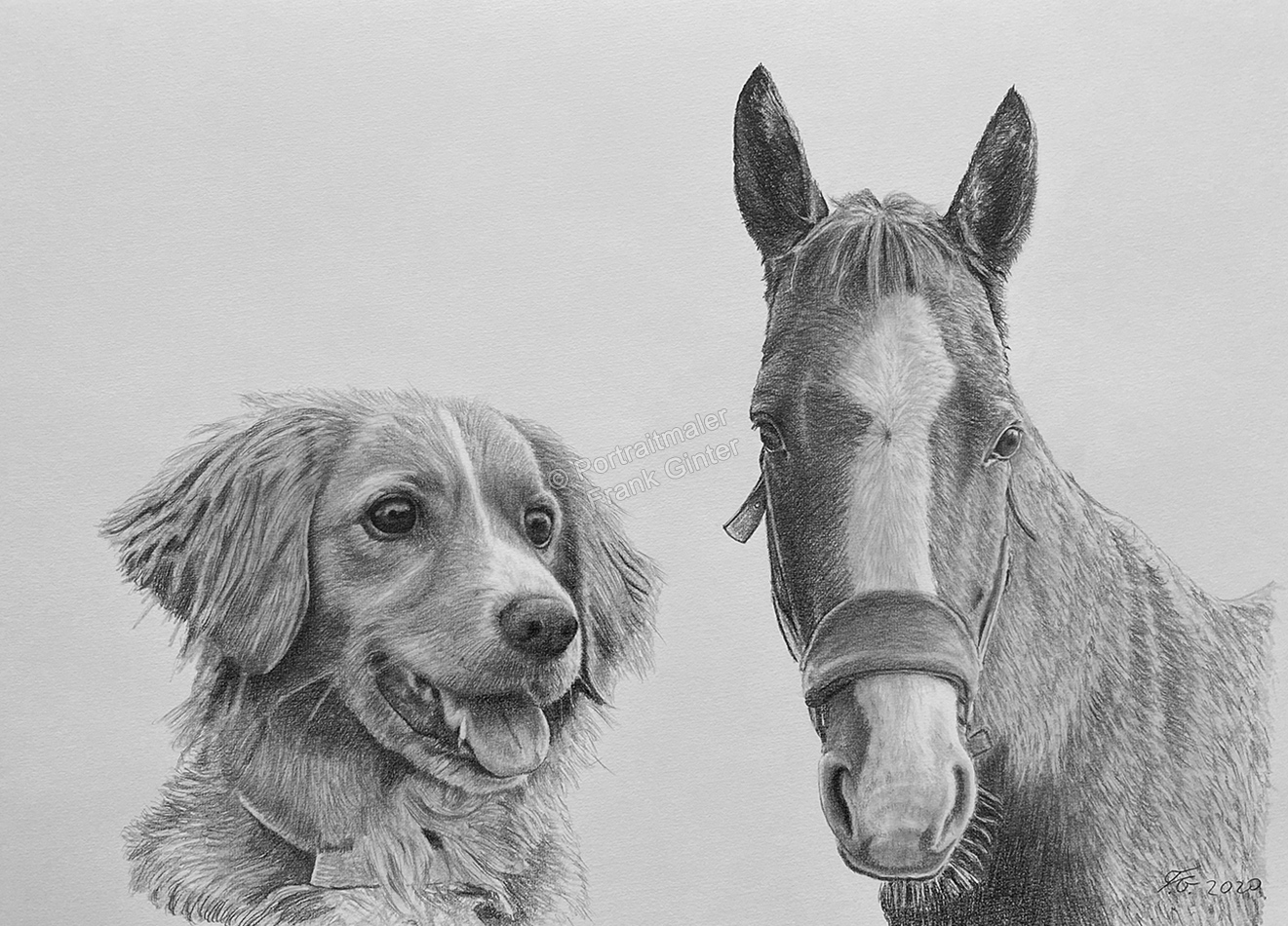 Bleistiftzeichnungen-Tierportraits, Pferde und Hunde mit Bleistift gezeichnet