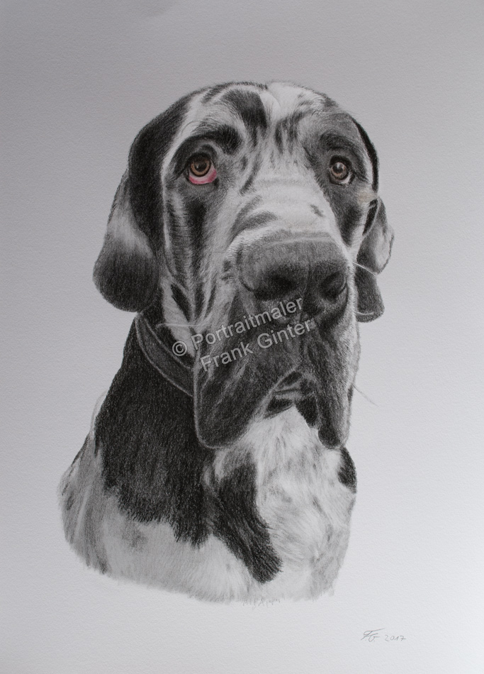 Farbstiftzeichnungen, Tierportraits, Hundeportrait zeichnen lassen