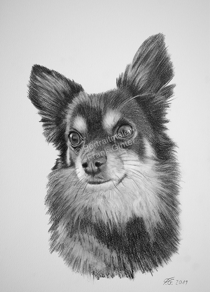 Kohle-Bleistiftzeichnung-Hunde-Portrait