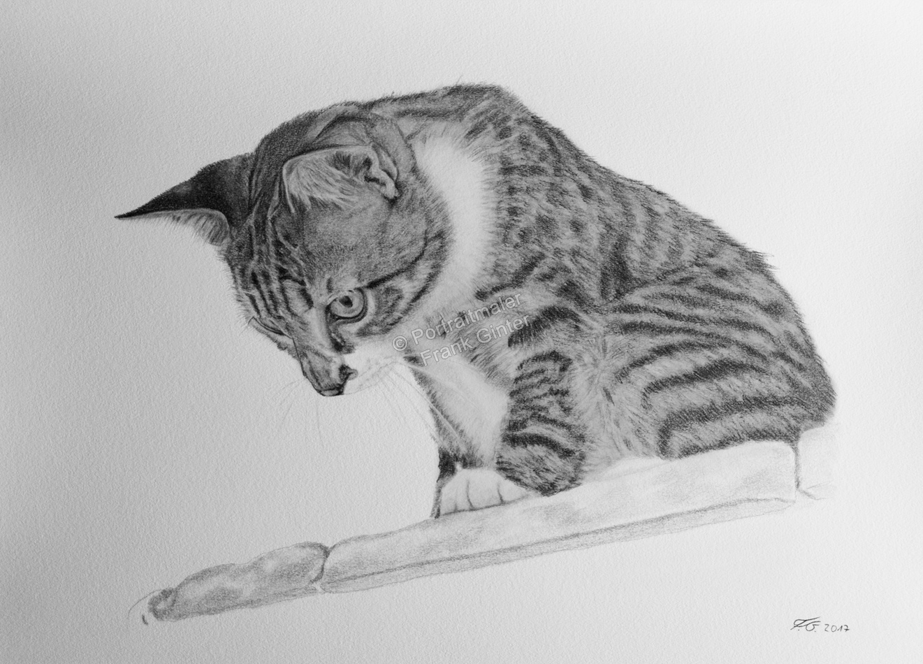 Tierzeichnung Bleistiftzeichnung, Katzenportraits vom Tierzeichner
